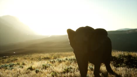 Viejo-Elefante-Africano-Caminando-En-La-Sabana-Contra-La-Puesta-De-Sol